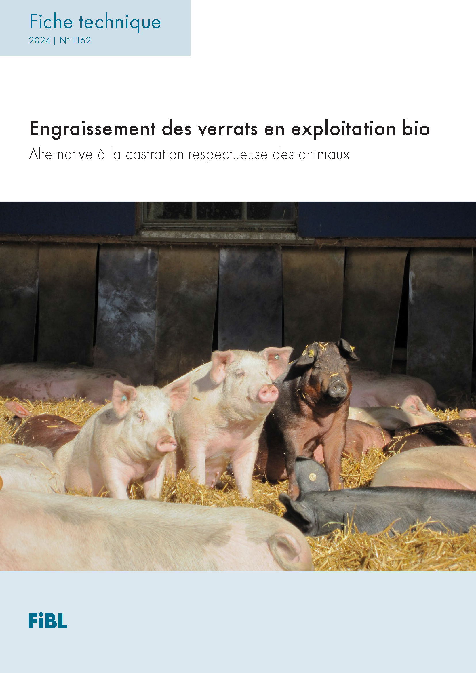 Engraissement des verrats en exploitation bio