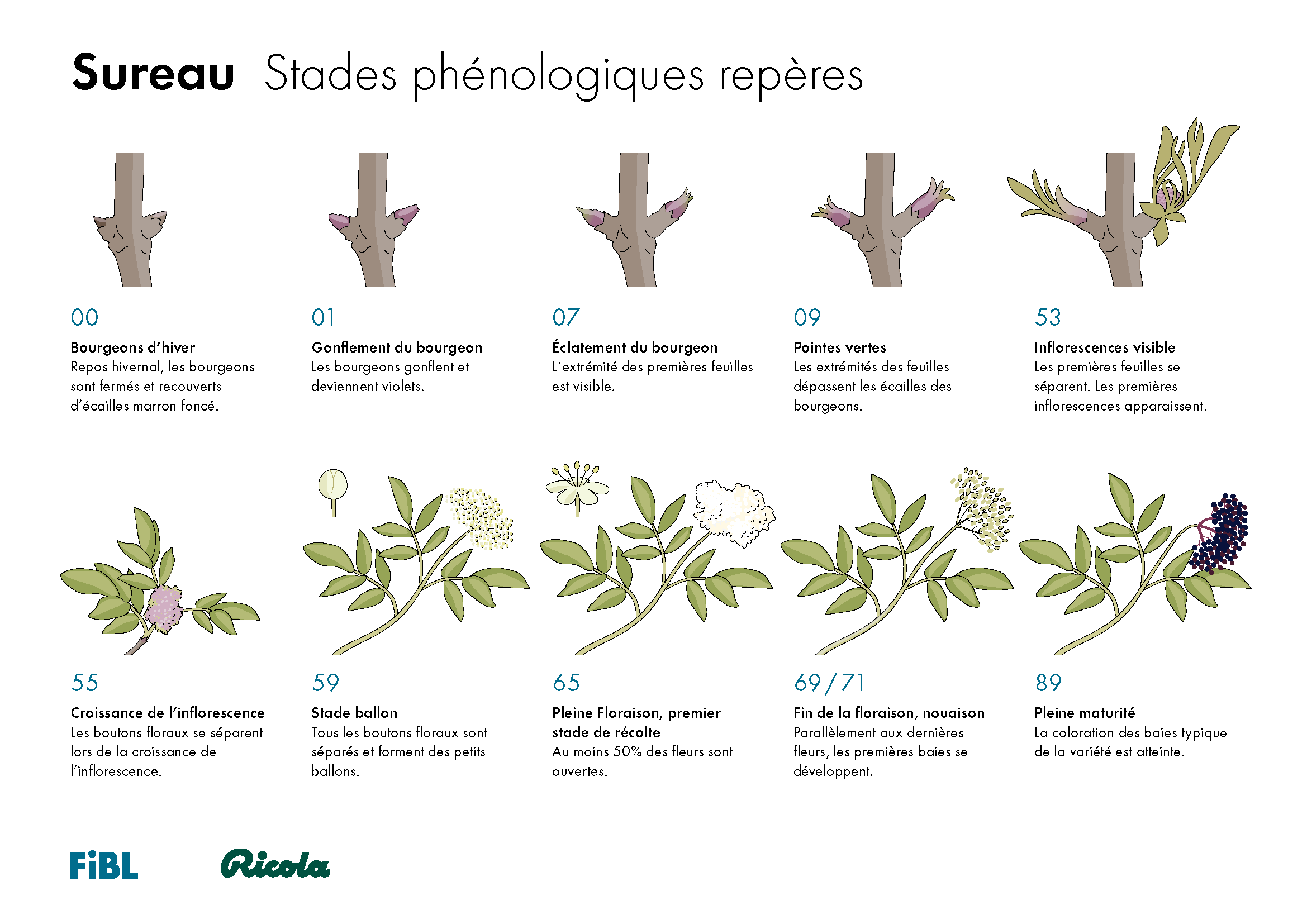Sureau Stades phénologiques repères